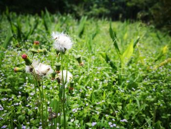 Close-up of white dandelion flower on field