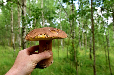 Close-up of hand holding mushroom growing in forest