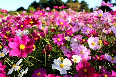 Close-up of pink flowers blooming outdoors