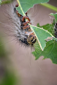 Close-up of butterfly on leaf