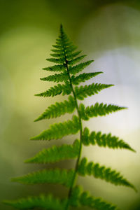 Close-up of fern leaf