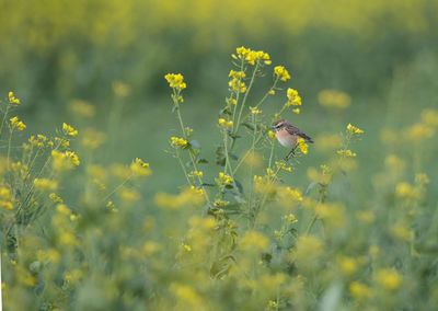 Close-up of butterfly pollinating on yellow flower