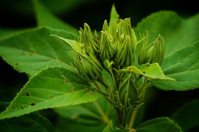 Close-up of green leaves