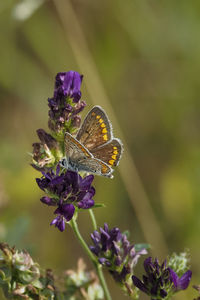 Close-up of butterfly on purple flower