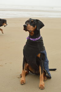 Dog looking away on beach