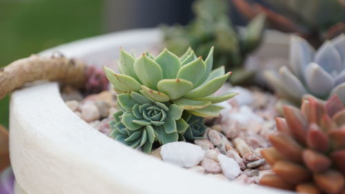 Close-up of succulent plant