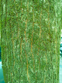 Full frame shot of tree trunk