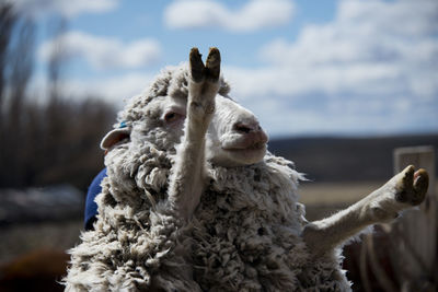 Close-up of sheep against sky