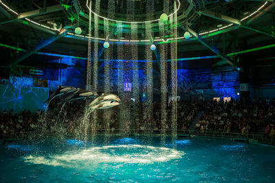 Illuminated swimming pool in aquarium