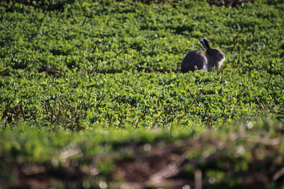 View of a bird on field