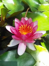 Close-up of pink water lily