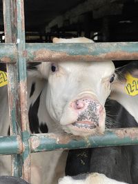 Portrait of cow in shed