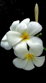 Close-up of raindrops on flower