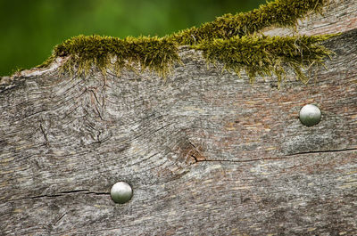 Close up of weathered piece of wood with bolts