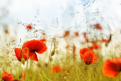 Close-up of red flower blooming in field