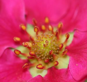 Macro shot of pink flower