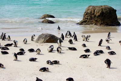 High angle view of birds on beach