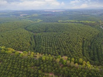 Scenic view of agricultural field