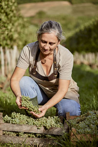 Mature farmer examining grapes in vineyard