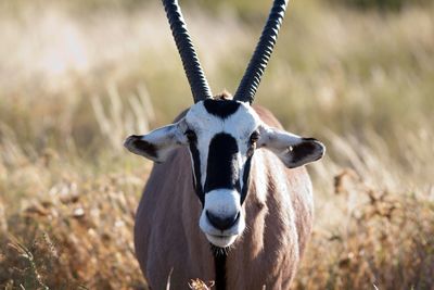 Close-up of oryx during sunny day