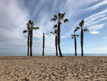 Palm trees on beach against sky