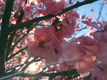 Close-up of apple blossoms in spring