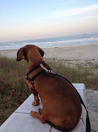 Dog on beach against sky