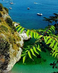 High angle view of plants by sea