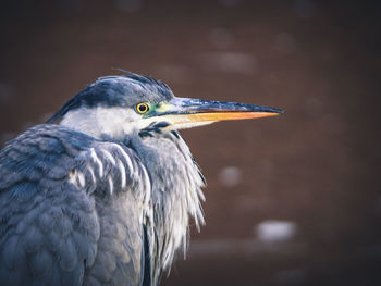 Close-up of bird