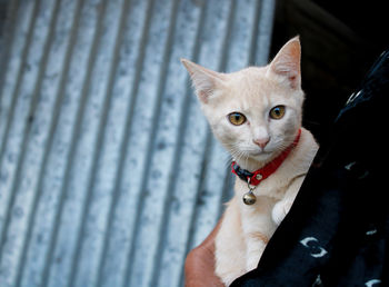 Domestic cat on the owner's arms