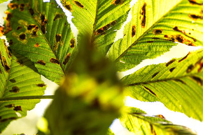 Close-up of fresh green leaves