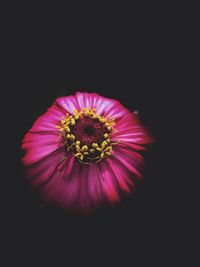 Close-up of pink flower over black background