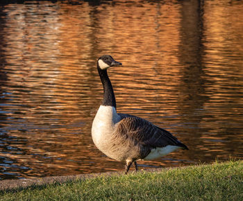 Goose by a river