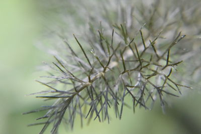 Close-up of snow on plant