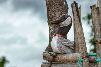 Low angle view of bird on wooden post