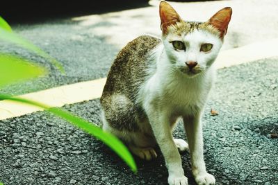 Portrait of cat sitting outdoors