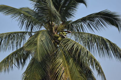 Low angle view of palm tree against sky