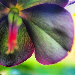 Close-up of flowers