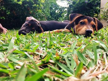 Surface level of dogs relaxing on field