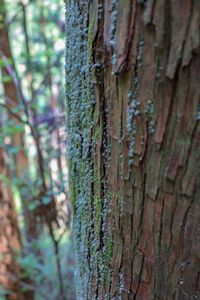 Close-up of lichen on tree trunk in forest