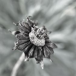 Close-up of flowers blooming outdoors