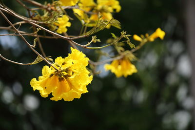 Close-up of yellow flowers