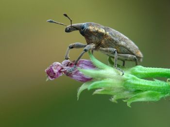 Close-up of insect on flower