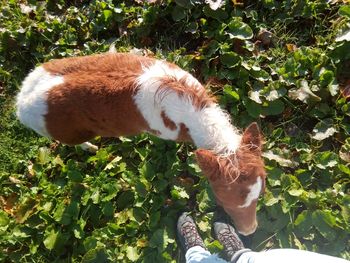 View of a dog against plants