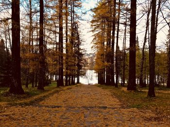 Footpath amidst trees in forest during autumn