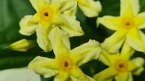 Close-up of yellow flowering plant