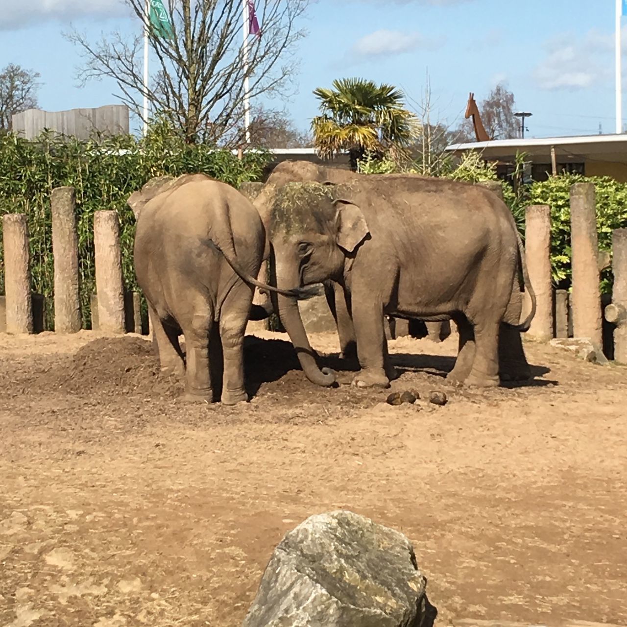 animal themes, horse, livestock, tree, mammal, elephant, herbivorous, sky, domestic animals, fence, field, two animals, working animal, day, art and craft, outdoors, standing, nature, no people, sunlight