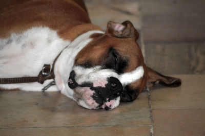 Close-up of dog lying on floor