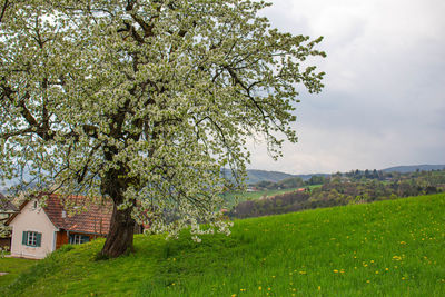 Cherry blossom tree on field by house against sky