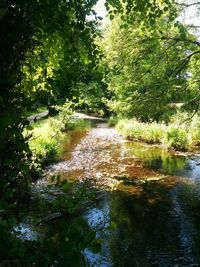 Stream flowing through forest